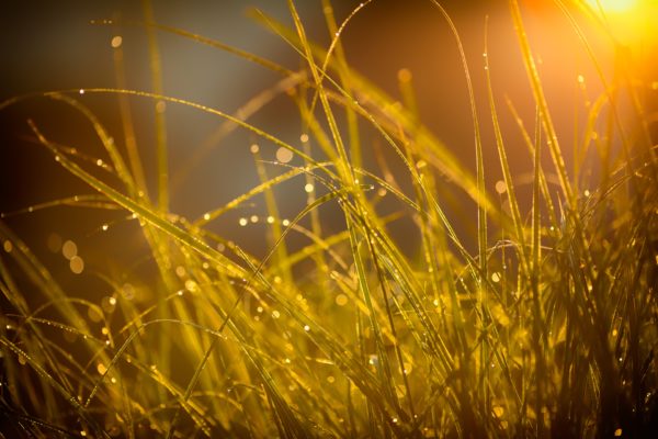 the dew covered grass stockpack unsplash